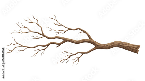 Long, detailed bare tree branch extending horizontally with numerous small twigs, ideal for representing dormancy or natural elements.
