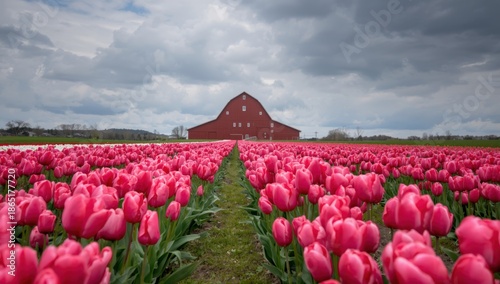 Vibrant Pink Tulip Field with Red Barn under Dramatic Cloudy Sky Rural Landscape Scene