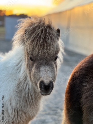 Принти на полотні American miniature horse