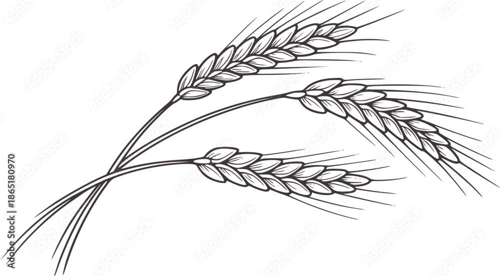 Εκτύπωση καμβά Hand drawn wheat stalk with grains in black and line style cereal agriculture