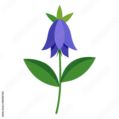 campanula rotundifolia