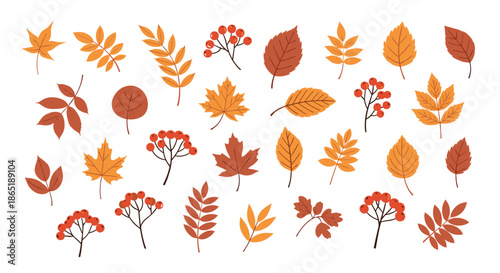 Collection of various autumn leaves and rowan berries isolated on white background for seasonal nature design and scrapbooking.