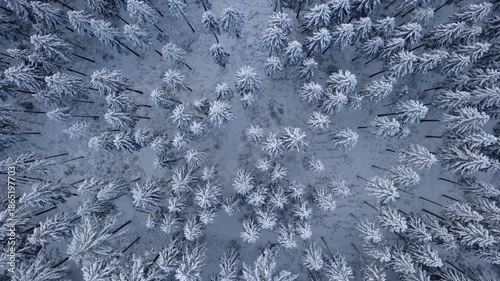 Snowy pinewood Fly over