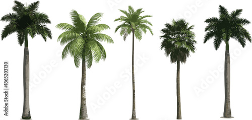 Realistic palm tree collection isolated on gray background, tropical vegetation set for landscape design, summer nature themes, botanical illustration, and environmental graphic projects