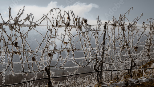 Vines covered in hoarfrost in winter
