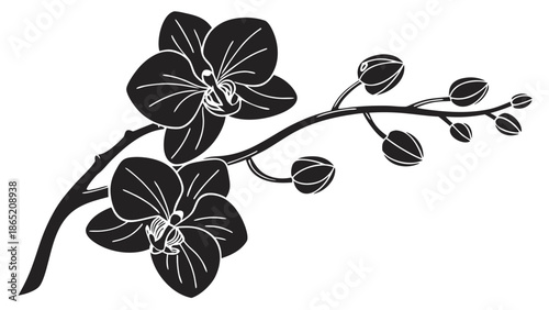 a delicate branch of orchid flowers displays intricate details in a striking black and white silhouette