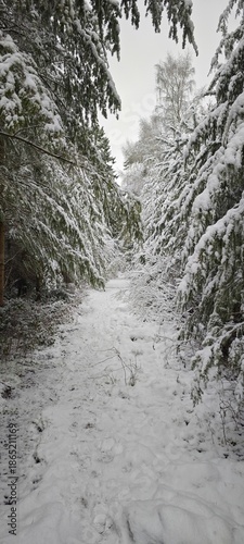 Tannen im Winterwald
