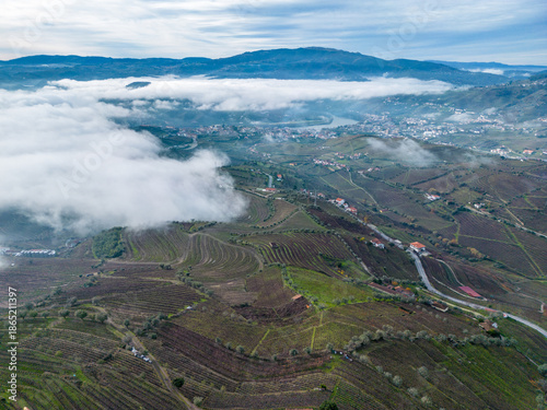 Mystical view of vineyards on foggy day
