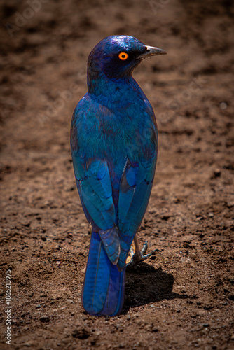Cape Glossy Starling