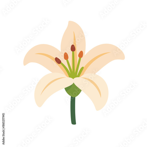 White lily flower with stamens and stem, isolated icon, flat style vector illustration