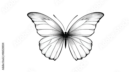Elegant black and white butterfly drawing, hand-drawn insect sketch with spread wings, delicate nature line art illustration