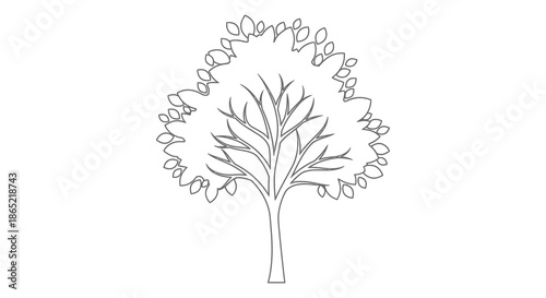 a delicate and intricate line art depiction of a bare tree with rounded canopy silhouette