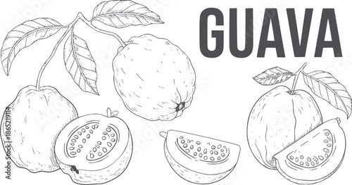 Detailed black and line of guava fruit with leaves and slices