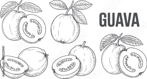 Detailed black and line of guava fruits with leaves