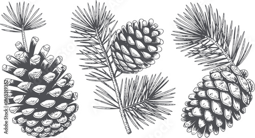 Detailed black and pine cones and pine branches