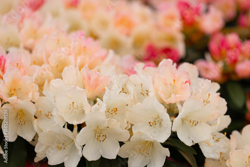 Obraz na plátne A rhododendron with pastel cream and pink flowers of the 'Percy Wiseman' variet