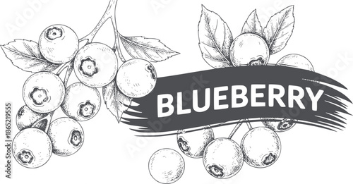 Detailed monochrome of plump blueberry branches with leaves