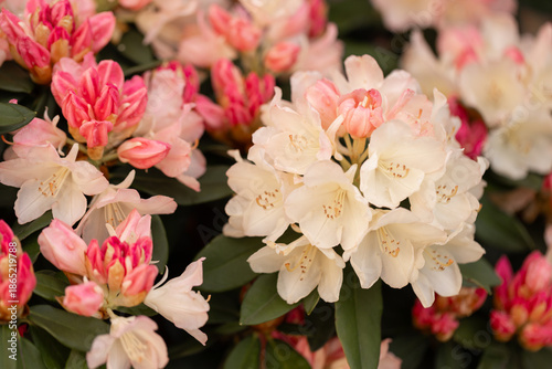 Foto A rhododendron with pastel cream and pink flowers of the 'Percy Wiseman' variet