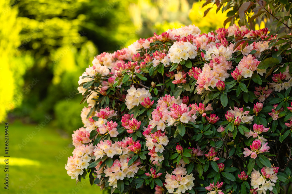 Obraz premium A rhododendron with pastel cream and pink flowers of the 'Percy Wiseman' variety blooming in a spring garden, floral wallpaper, floral background