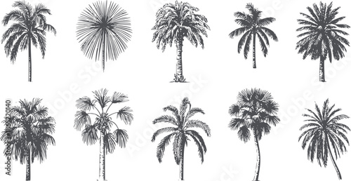 Ten different palm tree silhouettes in black editable