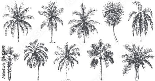 Ten different palm tree species black and set