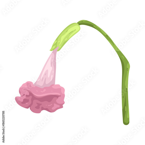 Illustration of Pink Angel's Trumpet Flower
