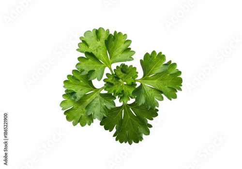 Green parsley cluster, intricate textures, dew, isolated on transparent background with copy space, soft studio light, medium close-up, natural freshness concept