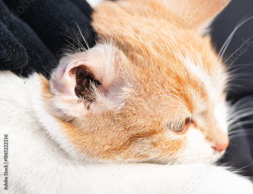 Close-Up of an Orange and White Kitten with Ear Mites (Otodectic Mange) Being Held