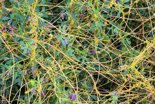 Εκτύπωση καμβά The parasitic plant field dodder (Cuscuta campestris) grows among crops