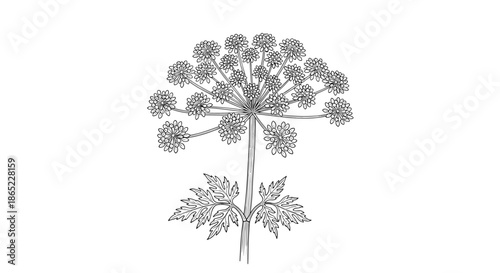 Hand-drawn botanical illustration of a cow parsnip plant in a vintage sketch style isolated on a plain white background for design.