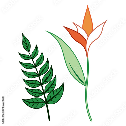 heliconia jade vine vector