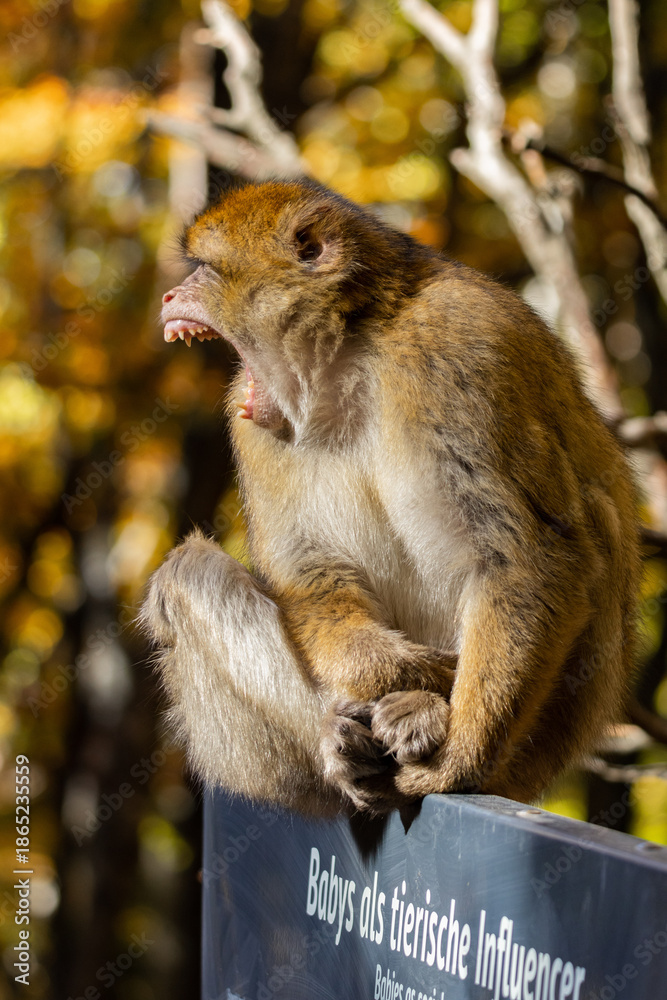 Obraz premium Barbary Macaques in Natural Habitat- Wild Monkeys at Affenberg Salem