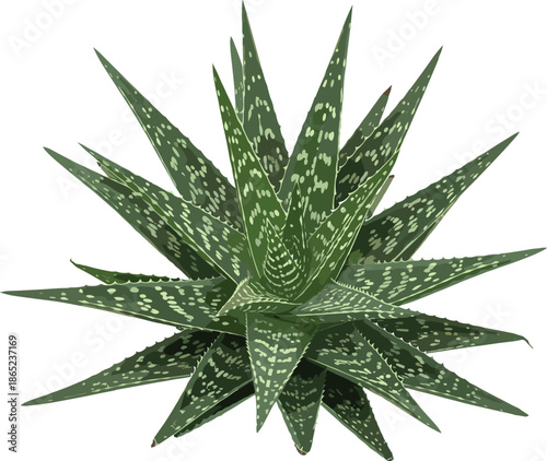 Aloe Vera plant, green rosette leaves, medicinal herb, healing succulent, botanical vector, natural remedy, skincare clipart, herbal illustration