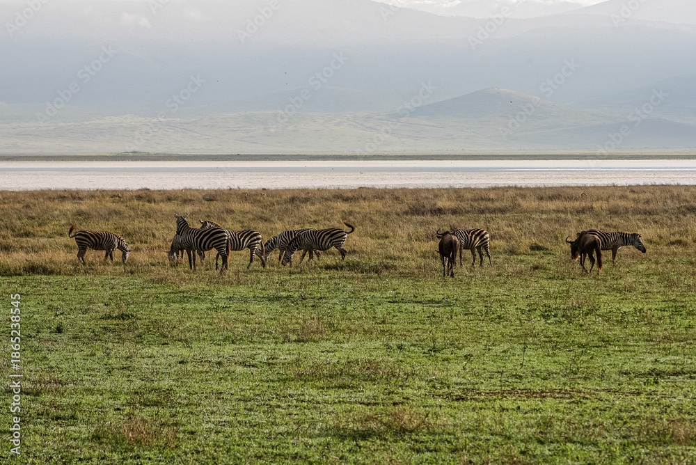 Fototapeta premium Zebras and Wildebeest Grazing on the African Savanna