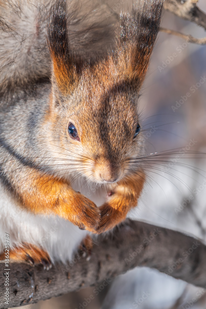 Fototapeta premium The squirrel sits on a branches without leaves in the winter or autumn