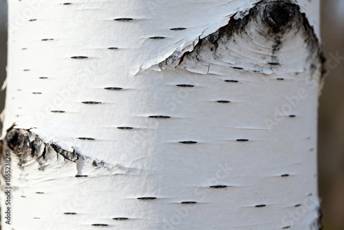 A close-up shot of a birch tree trunk, showing its distinctive white bark with black horizontal patterns and slightly peeling sections. A natural texture and pattern.