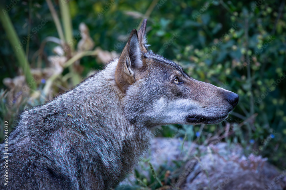 Fototapeta premium Apennine wolf (Canis lupus italicus), an endemic subspecies of the gray wolf that inhabits the Apennines, is known as a protected species that is repopulating central Italy after being on the brink of