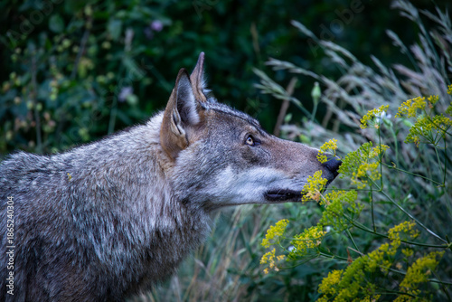 Obraz na plátně Apennine wolf (Canis lupus italicus), an endemic subspecies of the gray wolf tha