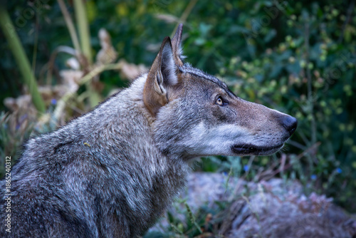 Apennine wolf (Canis lupus italicus), an endemic subspecies of the gray wolf that inhabits the Apennines, is known as a protected species that is repopulating central Italy after being on the brink of