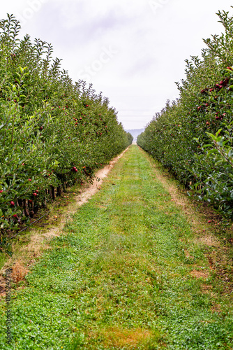 Orchard with ripe red apples on trees after rain, fresh green leaves covered with water droplets, wet grass, soft natural light, and a calm rural autumn atmosphere. Green trees alley.