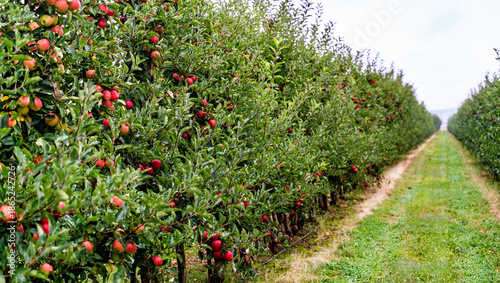 Orchard with ripe red apples on trees after rain, fresh green leaves covered with water droplets, wet grass, soft natural light, and a calm rural autumn atmosphere. Green trees alley.
