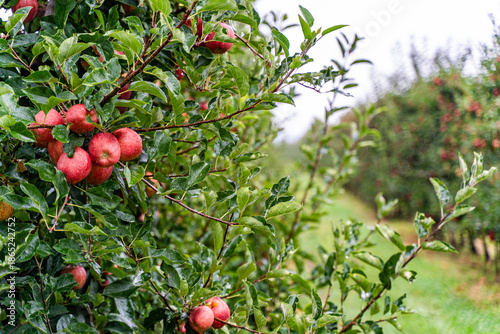 Orchard with ripe red apples on trees after rain, fresh green leaves covered with water droplets, wet grass, soft natural light, and a calm rural autumn atmosphere. Green trees alley.