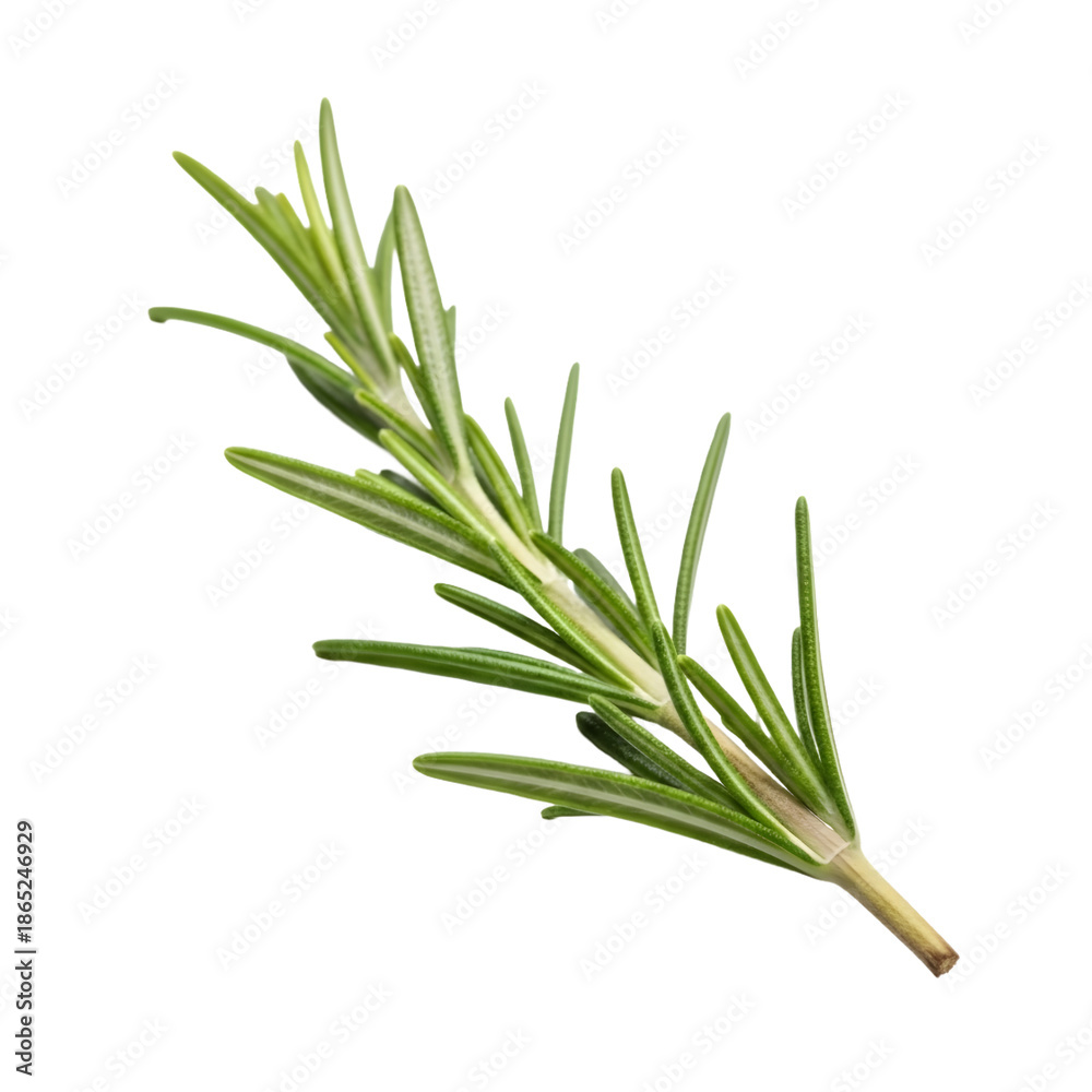 Fototapeta premium Fresh Green Rosemary Sprig Isolated on White Background for Herb and Fragrant Spice Culinary Concepts