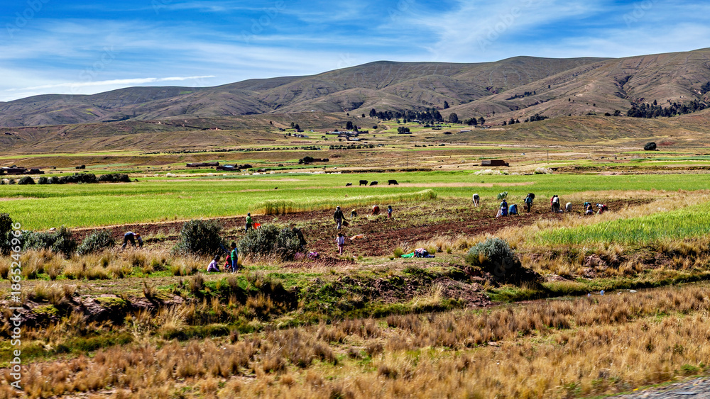 Fototapeta premium The Landscape of the Altiplano in Bolivia