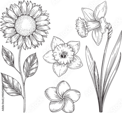 Black and hand drawn botanical flowers and leaves line sunflower daffodil