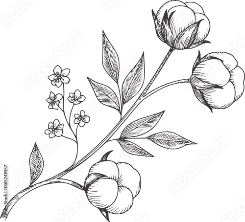 Quadro su tela Hand drawn botanical cotton plant branch with flowers and bolls line