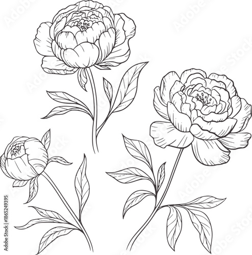Minimalist black and line peony flowers with stems and leaves