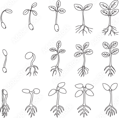 Stages of seed germination black and minimalist line growth plant