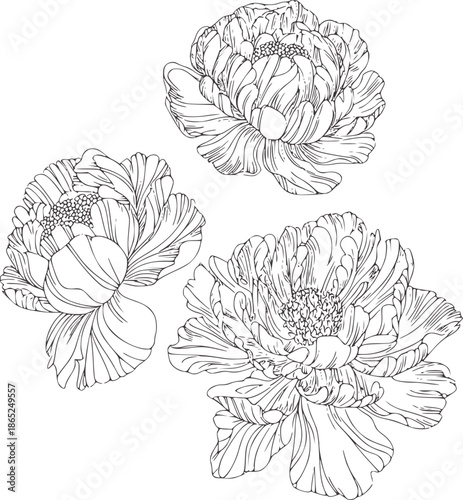 Three intricate peony flowers in minimalist black and line style