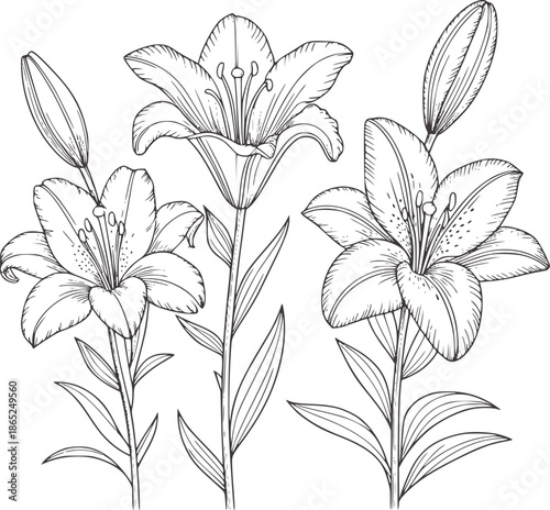 Three lilies line in monochrome